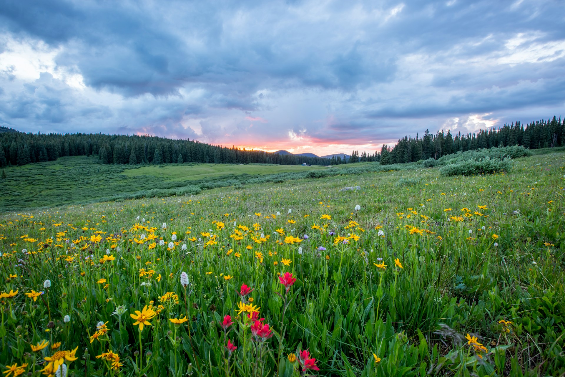 Pollinator Paradise